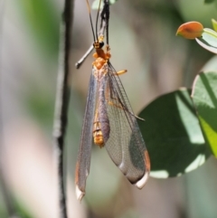 Nymphes myrmeleonoides (Blue eyes lacewing) at Gibraltar Pines - 29 Jan 2018 by KenT