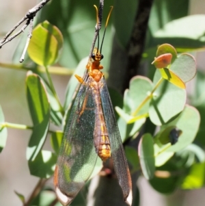 Nymphes myrmeleonoides at Paddys River, ACT - 29 Jan 2018