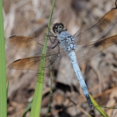 Orthetrum caledonicum (Blue Skimmer) at Paddys River, ACT - 28 Jan 2018 by KenT