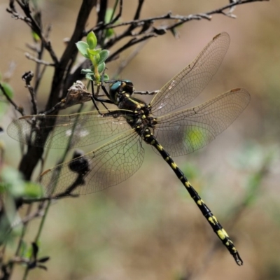 Synthemis eustalacta (Swamp Tigertail) at Paddys River, ACT - 28 Jan 2018 by KenT