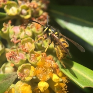 Vespula germanica at Yarralumla, ACT - 1 Feb 2018 11:19 AM