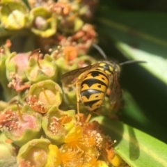 Vespula germanica at Yarralumla, ACT - 1 Feb 2018 11:19 AM