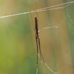 Tetragnatha sp. (genus) (Long-jawed spider) at Paddys River, ACT - 28 Jan 2018 by KenT