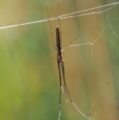 Tetragnatha sp. (genus) (Long-jawed spider) at Gibraltar Pines - 29 Jan 2018 by KenT