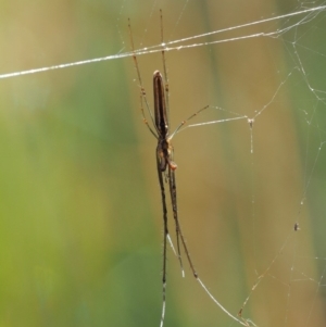 Tetragnatha sp. (genus) at Paddys River, ACT - 29 Jan 2018 10:56 AM