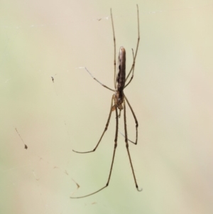 Tetragnatha sp. (genus) at Paddys River, ACT - 29 Jan 2018