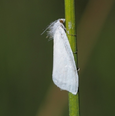 Tipanaea patulella (A Crambid moth) at Paddys River, ACT - 28 Jan 2018 by KenT