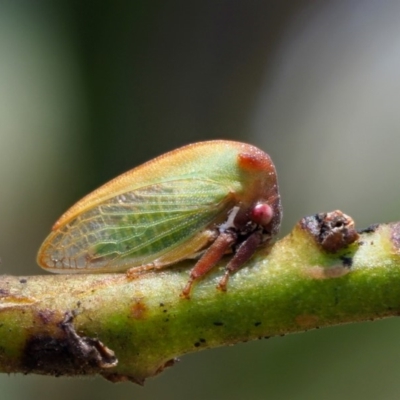 Sextius virescens (Acacia horned treehopper) at Paddys River, ACT - 29 Jan 2018 by KenT