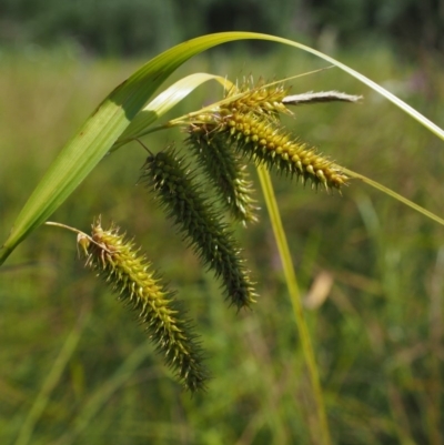 Carex fascicularis (Tassel Sedge) at Lower Cotter Catchment - 29 Jan 2018 by KenT