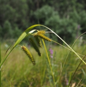 Carex fascicularis at Cotter River, ACT - 30 Jan 2018