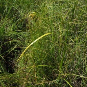 Carex fascicularis at Cotter River, ACT - 30 Jan 2018 10:13 AM