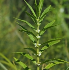 Lycopus australis (Native Gipsywort, Australian Gipsywort) at Cotter River, ACT - 29 Jan 2018 by KenT