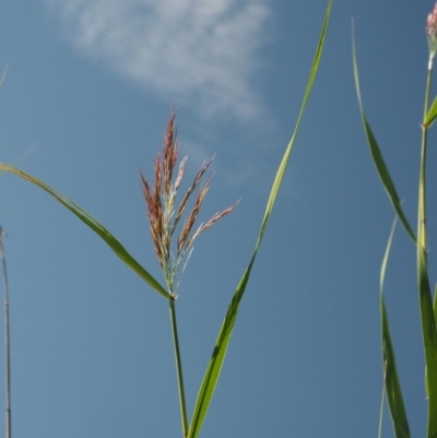 Phragmites australis (Common Reed) at Cotter River, ACT - 29 Jan 2018 by KenT