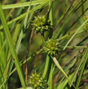 Sparganium subglobosum at Uriarra Village, ACT - 30 Jan 2018