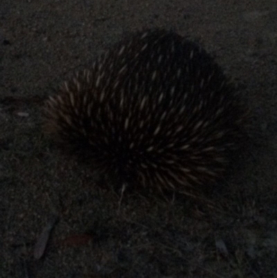Tachyglossus aculeatus (Short-beaked Echidna) at Red Hill Nature Reserve - 1 Feb 2018 by KL