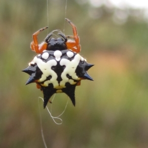 Austracantha minax at Acton, ACT - 24 Jan 2018