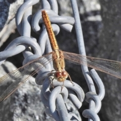 Diplacodes haematodes (Scarlet Percher) at Molonglo Valley, ACT - 30 Jan 2018 by JohnBundock