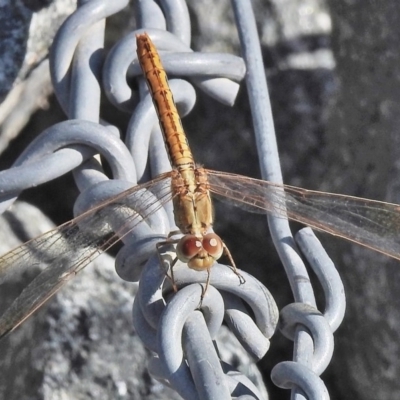 Diplacodes haematodes (Scarlet Percher) at Molonglo Valley, ACT - 30 Jan 2018 by JohnBundock