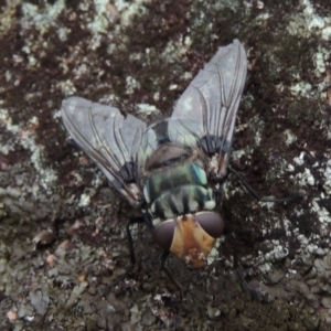 Rutilia (Chrysorutilia) sp. (genus & subgenus) at Rob Roy Range - 8 Jan 2018 08:09 PM