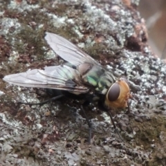 Rutilia (Chrysorutilia) sp. (genus & subgenus) at Rob Roy Range - 8 Jan 2018 08:09 PM