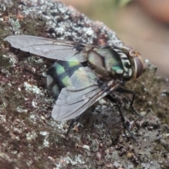 Rutilia (Chrysorutilia) sp. (genus & subgenus) at Rob Roy Range - 8 Jan 2018 08:09 PM