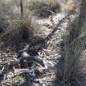 Varanus varius at Nanima, NSW - suppressed