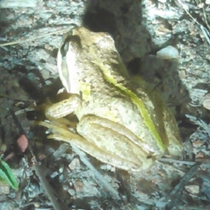 Litoria verreauxii verreauxii at Chisholm, ACT - 1 Feb 2018