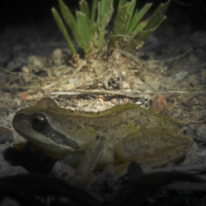 Litoria verreauxii verreauxii at Chisholm, ACT - 1 Feb 2018