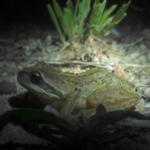 Litoria verreauxii verreauxii at Chisholm, ACT - 1 Feb 2018