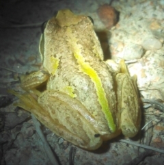 Litoria verreauxii verreauxii at Chisholm, ACT - 1 Feb 2018