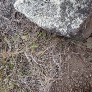 Morethia boulengeri at Red Hill, ACT - 1 Feb 2018