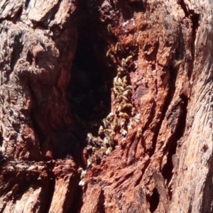 Apis mellifera at Symonston, ACT - 1 Feb 2018