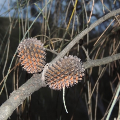 Allocasuarina verticillata (Drooping Sheoak) at Conder, ACT - 8 Jan 2018 by MichaelBedingfield