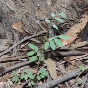 Indigofera australis subsp. australis at Rob Roy Range - 8 Jan 2018