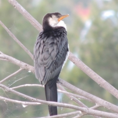 Microcarbo melanoleucos (Little Pied Cormorant) at Gordon, ACT - 26 Jan 2018 by michaelb