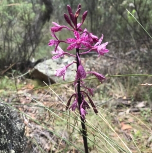 Dipodium punctatum at Booth, ACT - suppressed