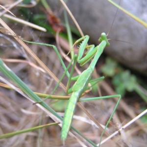 Tenodera australasiae at Kambah, ACT - 26 Jan 2018