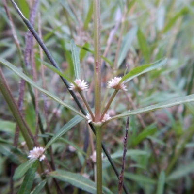 Alternanthera denticulata (Lesser Joyweed) at Cook, ACT - 30 Jan 2018 by CathB