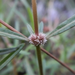 Alternanthera denticulata at Cook, ACT - 31 Jan 2018