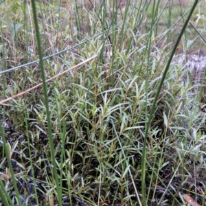 Alternanthera denticulata at Cook, ACT - 31 Jan 2018