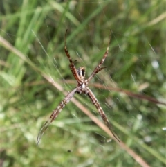 Argiope trifasciata at Cook, ACT - 1 Feb 2018