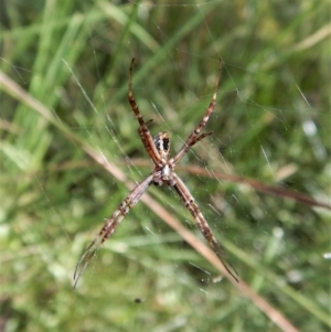 Argiope trifasciata at Cook, ACT - 1 Feb 2018 05:17 PM