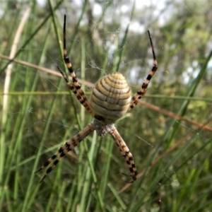 Argiope trifasciata at Cook, ACT - 1 Feb 2018 05:17 PM