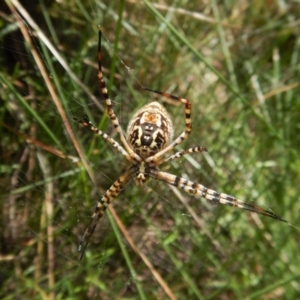 Argiope trifasciata at Cook, ACT - 1 Feb 2018