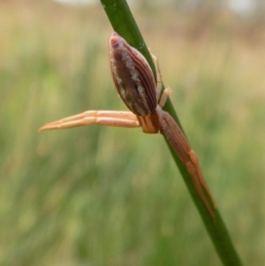 Runcinia acuminata at Cook, ACT - 31 Jan 2018