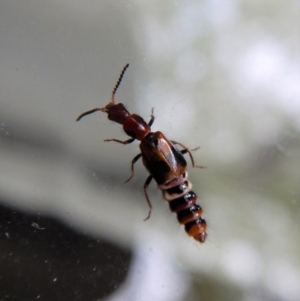 Carphurus sp. (genus) at Cook, ACT - 31 Jan 2018 08:52 AM