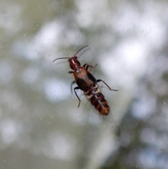 Carphurus sp. (genus) at Cook, ACT - 31 Jan 2018 08:52 AM