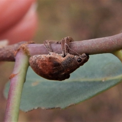 Gonipterus sp. (genus) (Eucalyptus Weevil) at Cook, ACT - 30 Jan 2018 by CathB