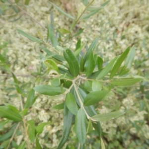 Olea europaea subsp. cuspidata at O'Malley, ACT - 30 Jan 2018 01:00 PM