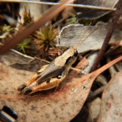 Phaulacridium vittatum (Wingless Grasshopper) at Belconnen, ACT - 31 Jan 2018 by CathB